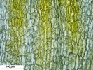Amphidium lapponicum