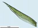 Amphidium lapponicum