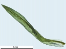 Amphidium lapponicum
