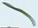 Amphidium lapponicum