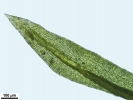 Amphidium lapponicum