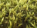 Racomitrium aquaticum