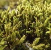 Racomitrium aquaticum