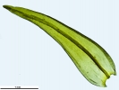 Racomitrium aquaticum