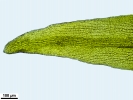 Racomitrium aquaticum