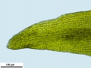 Racomitrium aquaticum