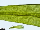 Racomitrium aquaticum