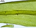 Racomitrium aquaticum