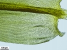Racomitrium aquaticum