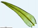 Racomitrium aquaticum