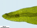 Racomitrium aquaticum
