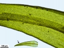 Racomitrium aquaticum