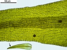 Racomitrium aquaticum