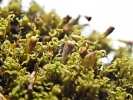 Amphidium lapponicum
