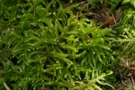 Eurhynchium angustirete