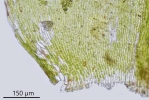 Eurhynchium angustirete