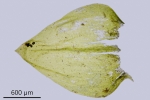 Eurhynchium angustirete