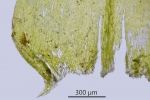 Eurhynchium angustirete