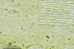Eurhynchium angustirete