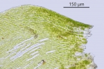Eurhynchium angustirete