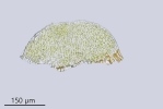 Eurhynchium angustirete