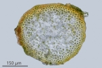 Eurhynchium angustirete