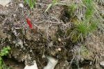 Pottiopsis caespitosa