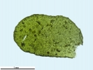 Porella pinnata