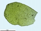 Porella pinnata