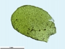 Porella pinnata