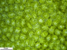Porella pinnata