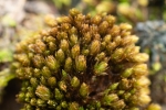 Bryum gemmiparum