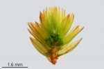 Bryum gemmiparum