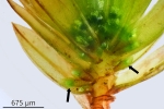 Bryum gemmiparum