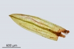 Bryum gemmiparum