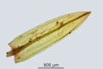 Bryum gemmiparum