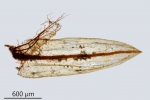 Bryum gemmiparum