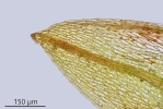 Bryum gemmiparum