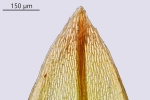 Bryum gemmiparum