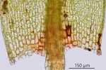 Bryum gemmiparum