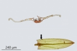 Bryum gemmiparum
