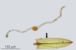 Bryum gemmiparum
