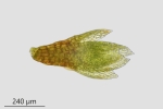 Bryum gemmiparum
