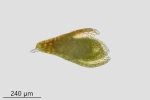 Bryum gemmiparum