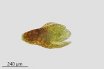 Bryum gemmiparum