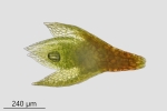 Bryum gemmiparum