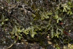 Porella pinnata