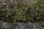 Porella pinnata