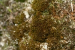 Didymodon tophaceus