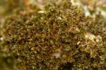 Didymodon tophaceus